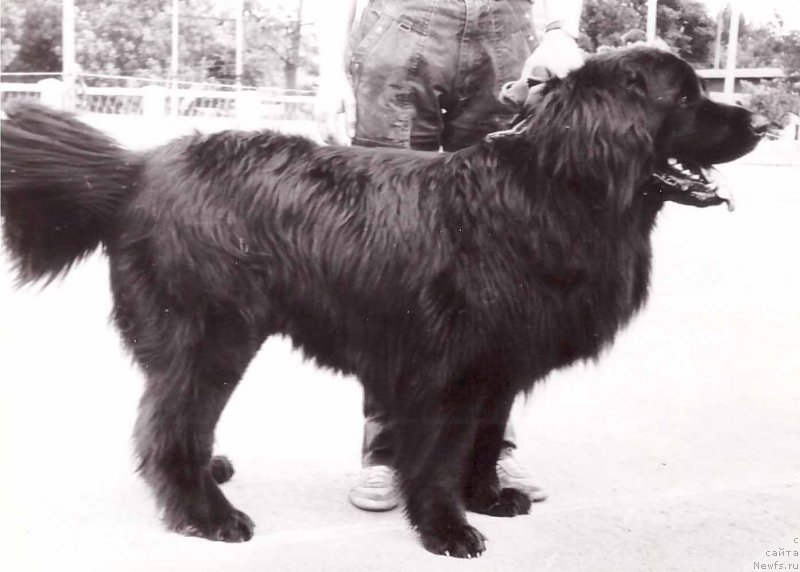 Фото: ньюфаундленд Uran N'yuor (Уран Ньюор)