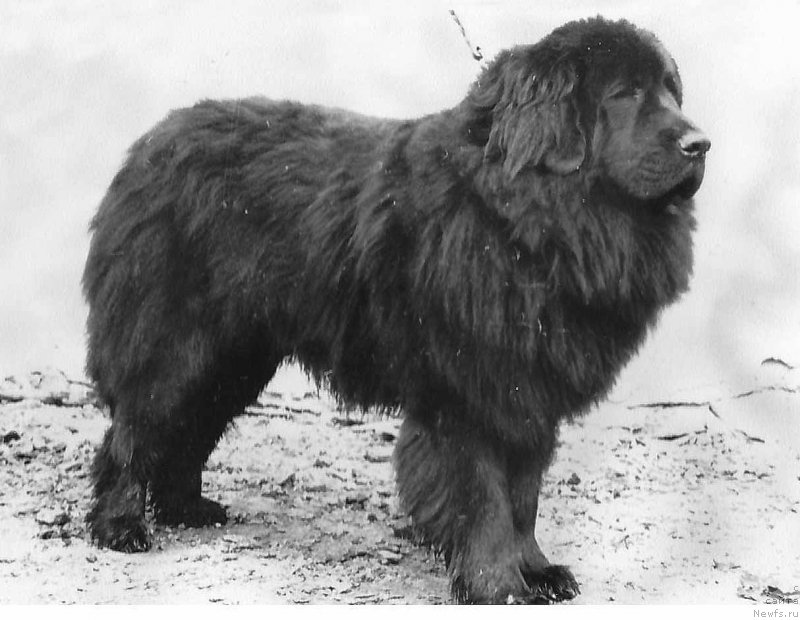 Фото: ньюфаундленд Elor Roness (Елор Ронесс)