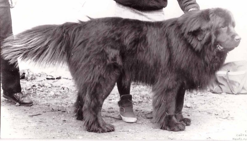 Фото: ньюфаундленд Evis Rongli (Евис Ронгли)