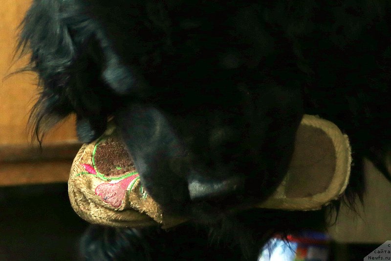 Фотография № 177916