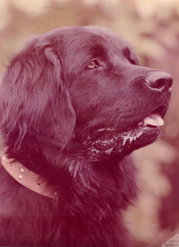 Фото: ньюфаундленд Hani Ron (Хани Рон)