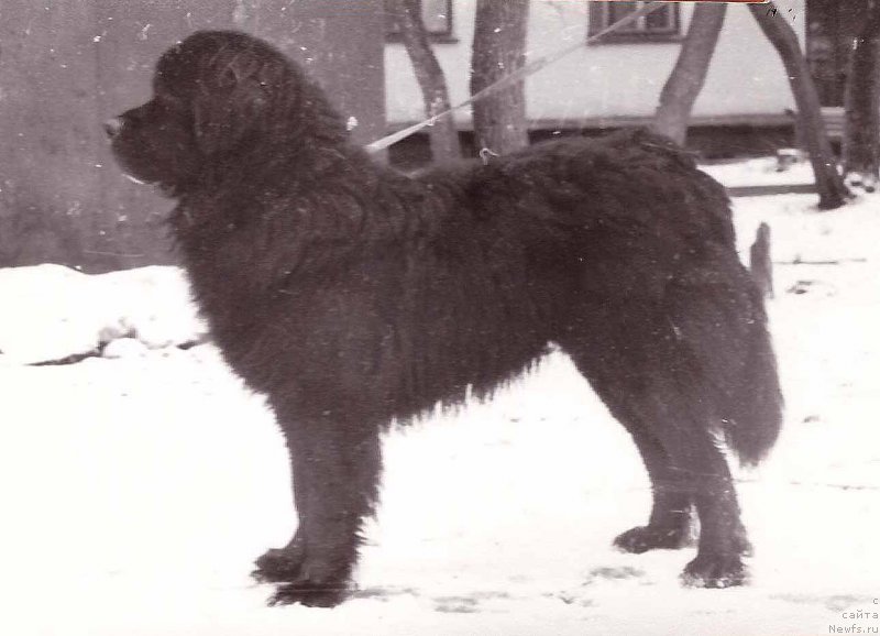 Фото: ньюфаундленд Graf Palvi of Layf Seyver (Граф Палви оф Лайф Сейвер)