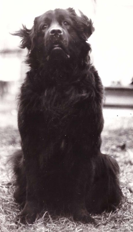 Фото: ньюфаундленд Nessi SHelli (Несси Шелли)