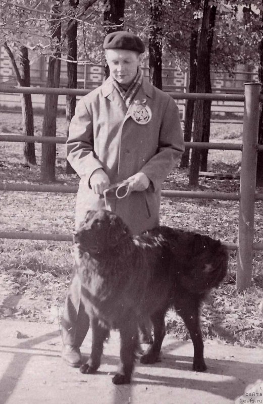 Фото: ньюфаундленд Glafi Regina (Глафи Регина)