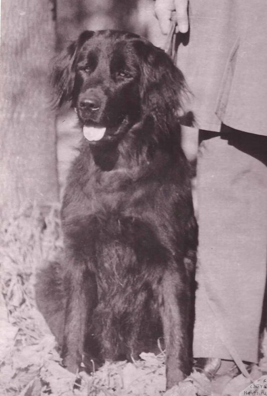 Фото: ньюфаундленд Gran Prima (Гран Прима)