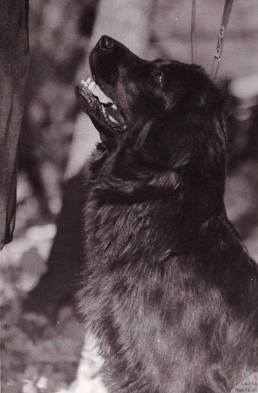 Фото: ньюфаундленд Ziggi Dardji Bey (Зигги Дарджи Бей)