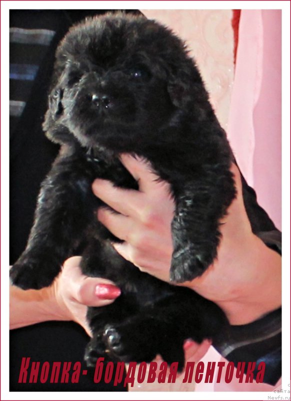 Фото: ньюфаундленд CHernyiy Balu Eseniya (Черный Балу Есения)