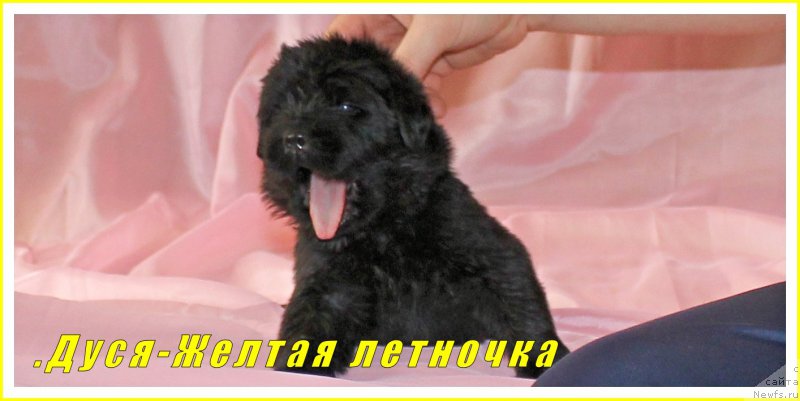 Фото: ньюфаундленд CHernyiy Balu Eva Braun (Черный Балу Ева Браун)