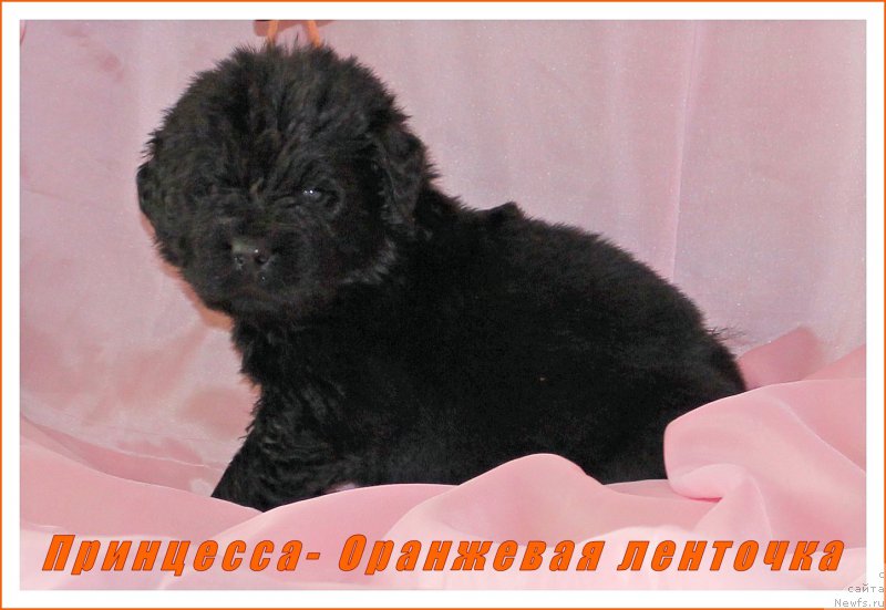Фото: ньюфаундленд CHernyiy Balu Evita Leona (Черный Балу Евита Леона)