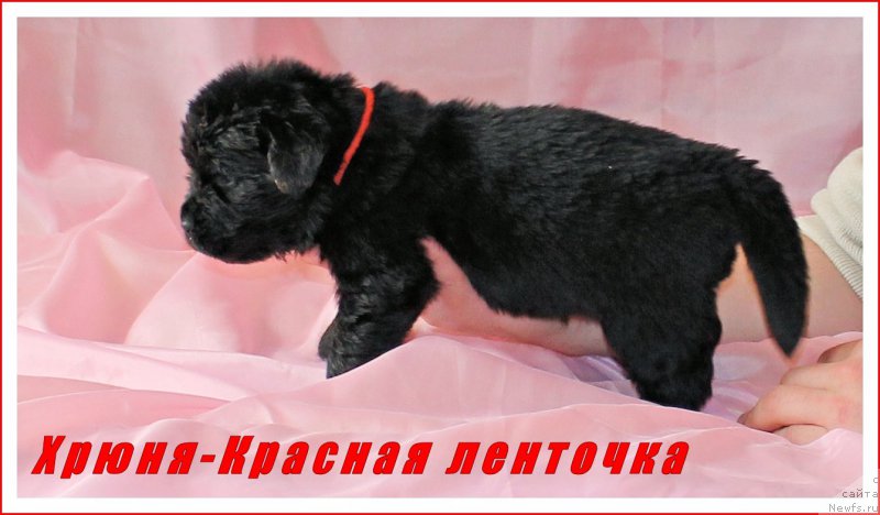 Фото: ньюфаундленд CHernyiy Balu Evangelina (Черный Балу Евангелина)