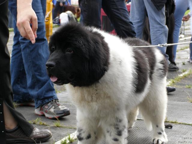 Фотография № 17797