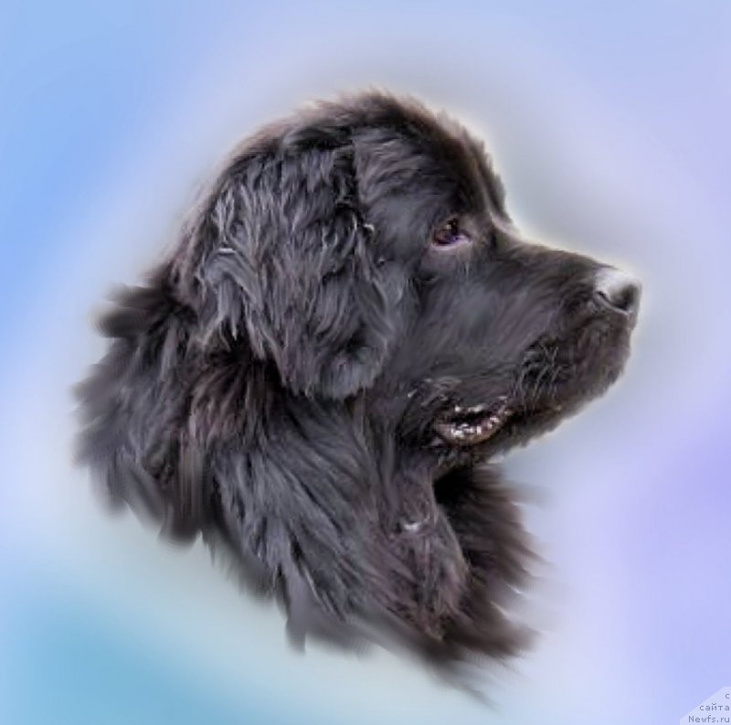 Фото: ньюфаундленд Elizaveta Vialiki Miadzvedz (Елизавета Вялiкi Мядзведзь)