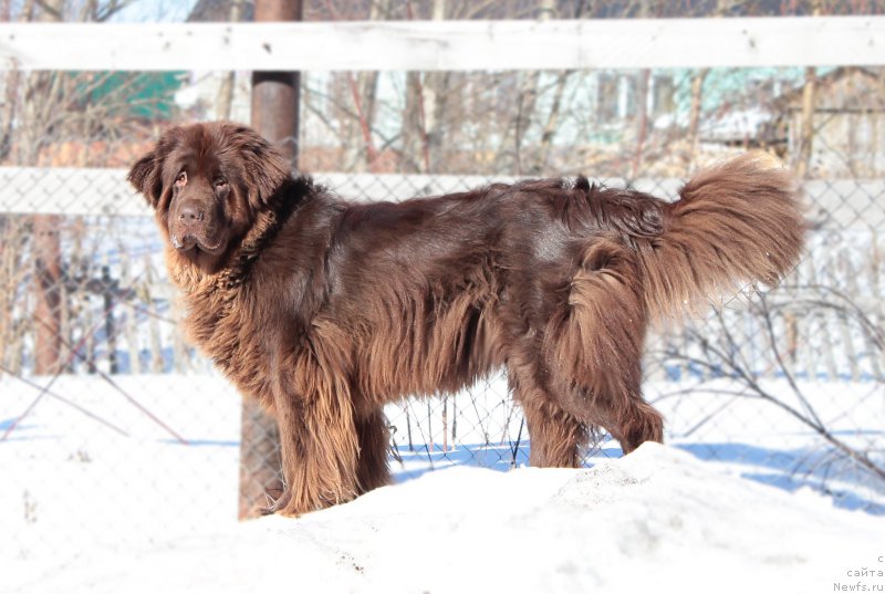 Фото: ньюфаундленд Sverkayuzhaya Gora Mashame (Сверкающая Гора Машаме)