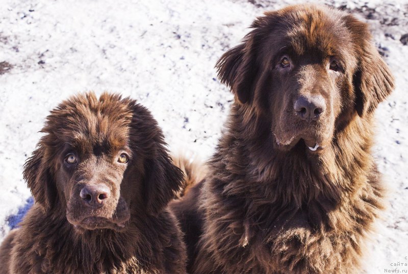 Фото: ньюфаундленд Naomi Tagoliri for Brouwnblood (Наоми Таголири фор Браунблад), ньюфаундленд Sverkayuzhaya Gora Mashame (Сверкающая Гора Машаме)