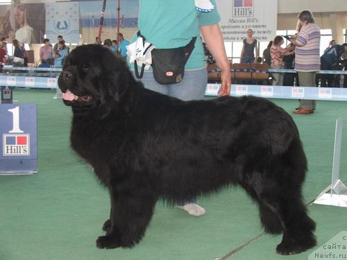 Фото: ньюфаундленд Plushevaya Panda Alex Show (Плюшевая Панда Алекс Шоу)