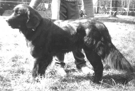 Фото: ньюфаундленд Beatle Vayma (Беатле Вайма)
