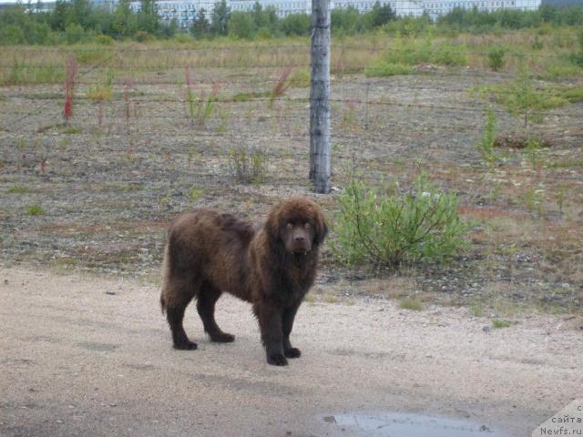 Фото: ньюфаундленд Zenon Zacharovannyiy Princ (Зенон Зачарованный Принц)