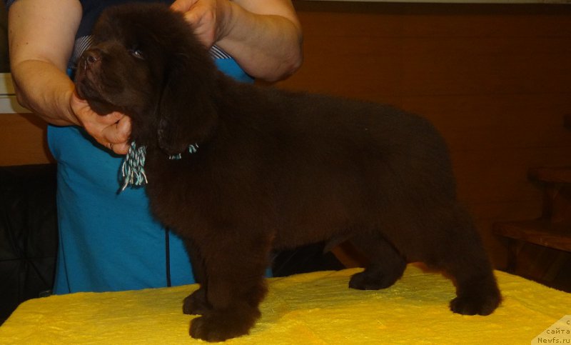 Фото: ньюфаундленд N'yufort Vivian (Ньюфорт Вивиан)