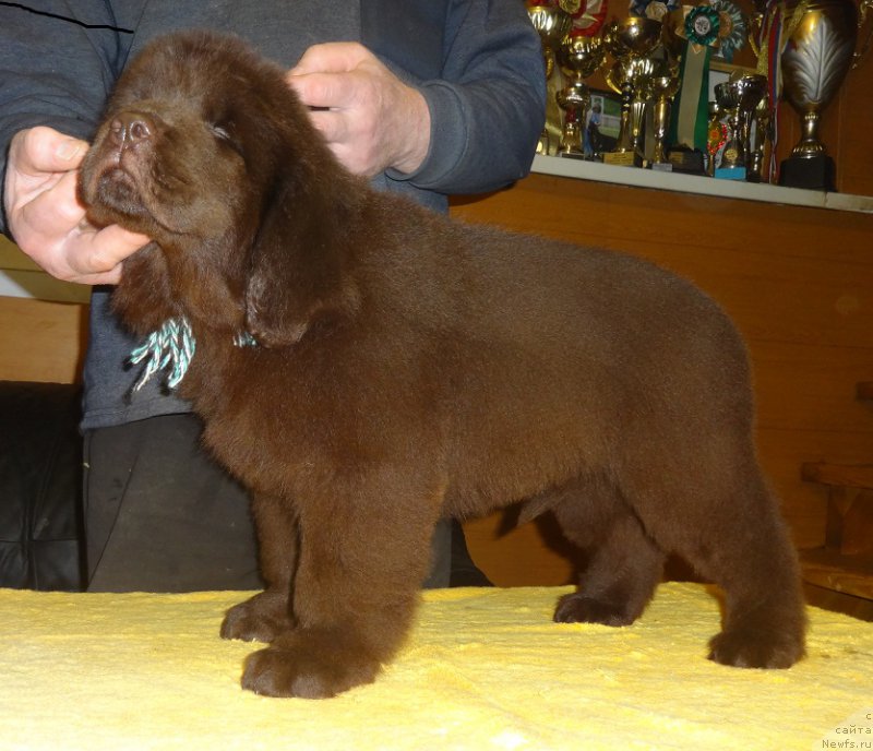 Фото: ньюфаундленд N'yufort Vivian (Ньюфорт Вивиан)