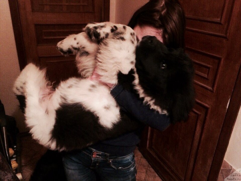 Фото: ньюфаундленд Sent Djons Prima de Ferolli (Сент Джонс Прима де Феролли)