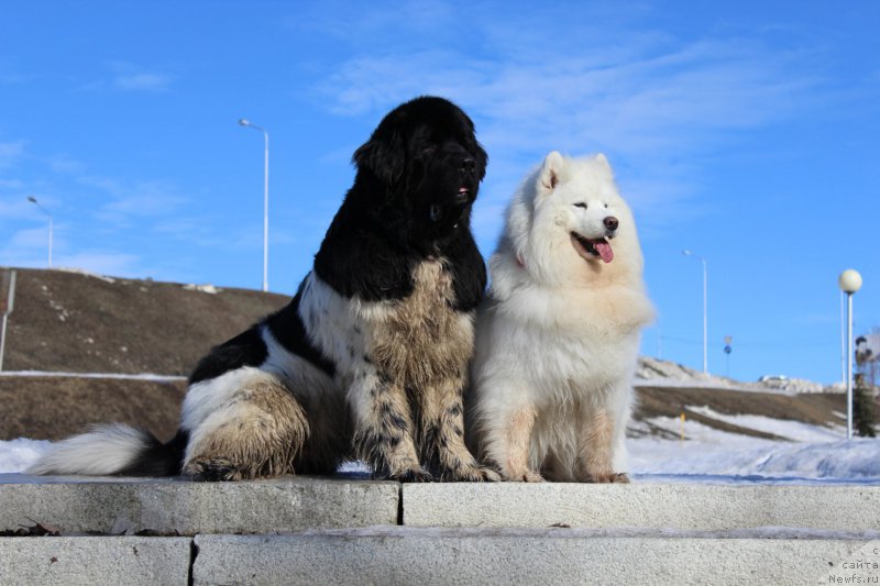 Фото: ньюфаундленд Plushevaya Panda Ferrero Rond Noir (Плюшевая Панда Ферреро Ронд Нуар)