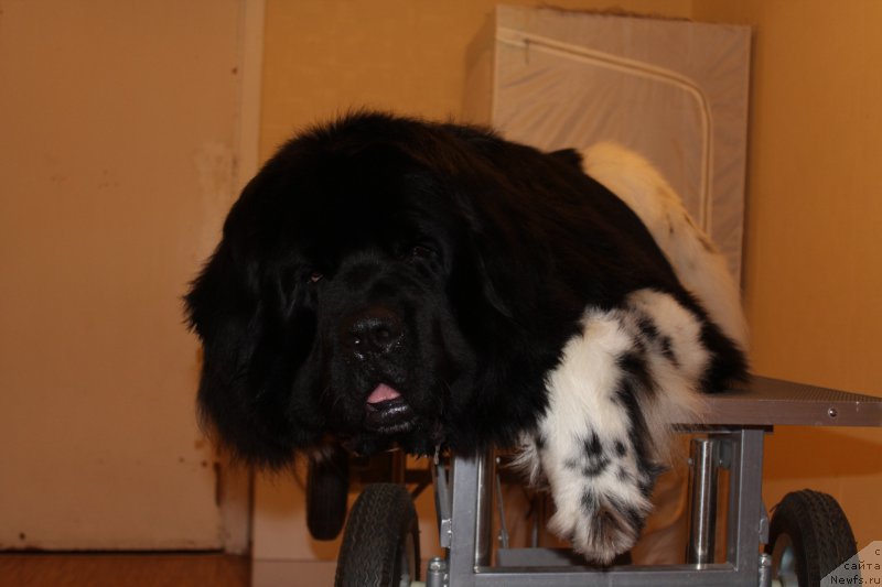 Фото: ньюфаундленд Plushevaya Panda Ferrero Rond Noir (Плюшевая Панда Ферреро Ронд Нуар)