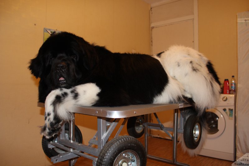 Фото: ньюфаундленд Plushevaya Panda Ferrero Rond Noir (Плюшевая Панда Ферреро Ронд Нуар)