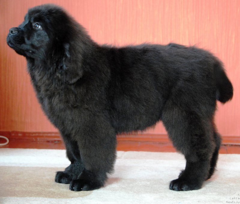 Фото: ньюфаундленд Moya Stihiya Krutoy Paren' (Моя Стихия Крутой Парень)