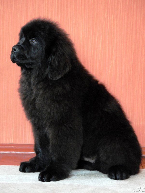 Фото: ньюфаундленд Moya Stihiya Krutoy Paren' (Моя Стихия Крутой Парень)