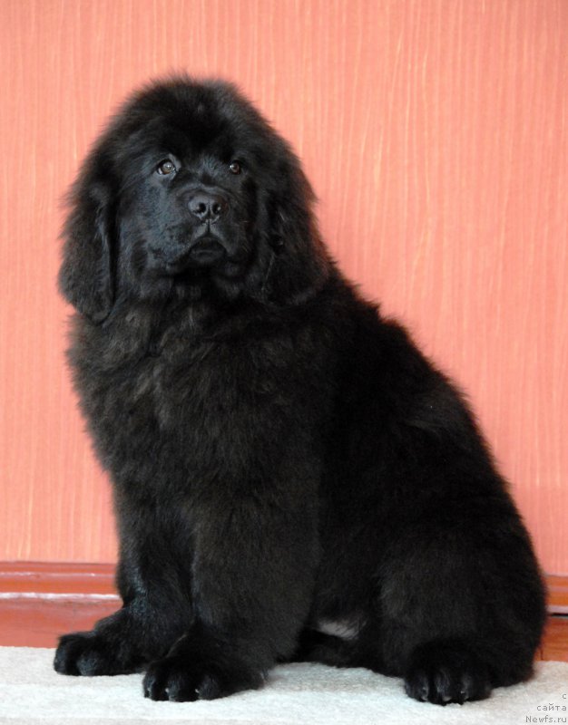 Фото: ньюфаундленд Moya Stihiya Krutoy Paren' (Моя Стихия Крутой Парень)