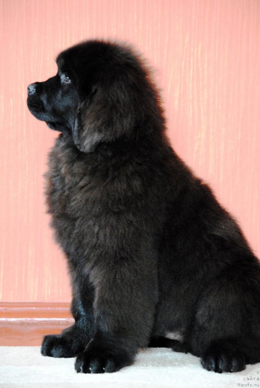Фото: ньюфаундленд Moya Stihiya Krutoy Paren' (Моя Стихия Крутой Парень)
