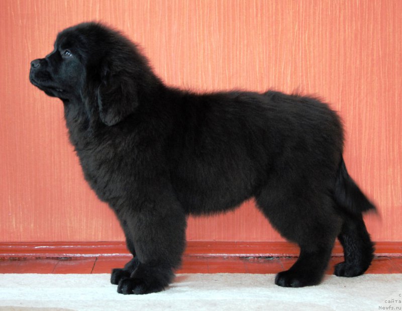 Фото: ньюфаундленд Moya Stihiya Krutoy Paren' (Моя Стихия Крутой Парень)