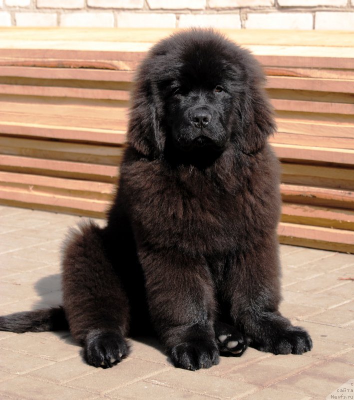 Фото: ньюфаундленд Moya Stihiya Krutoy Paren' (Моя Стихия Крутой Парень)