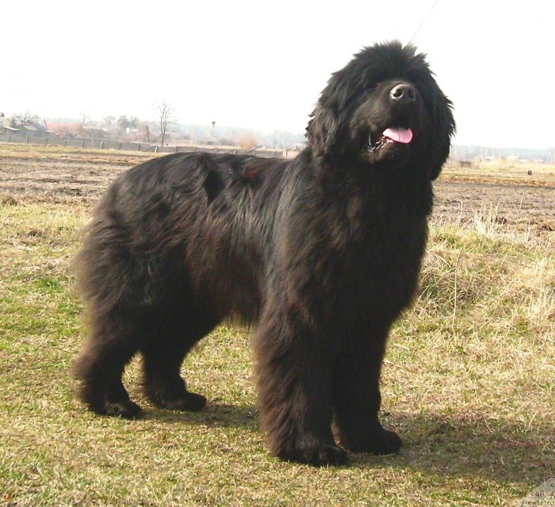 Фото: ньюфаундленд Super Premium Overtaking is Forbidden (Супер Премиум Овертакинг ис Форбидден)