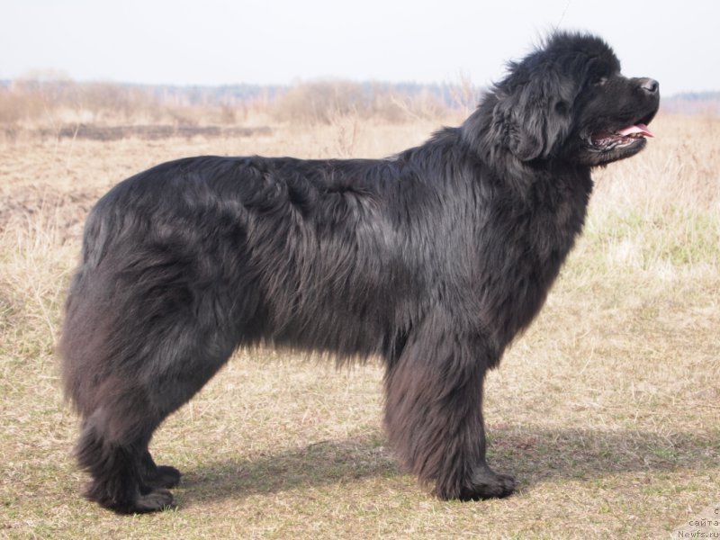 Фото: ньюфаундленд Super Premium Overtaking is Forbidden (Супер Премиум Овертакинг ис Форбидден)