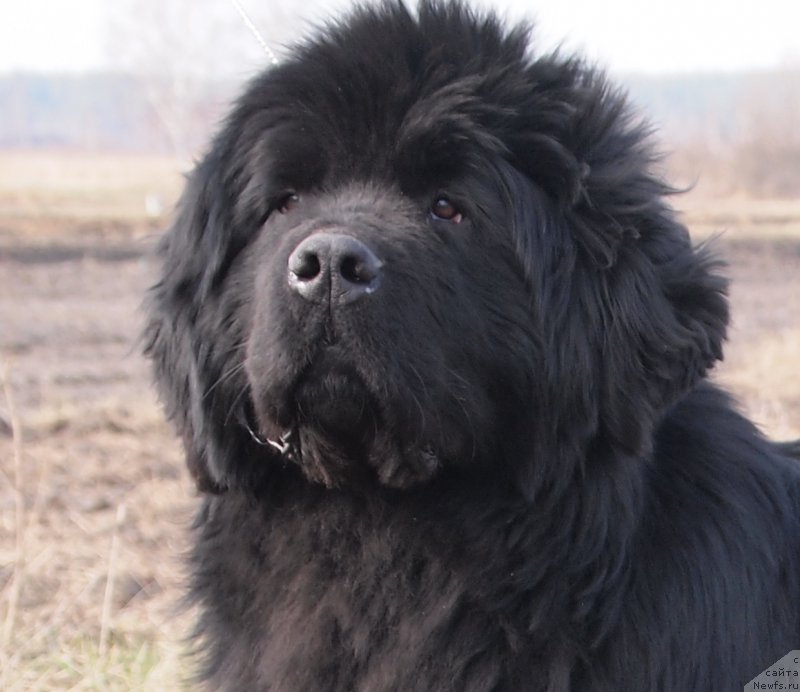 Фото: ньюфаундленд Super Premium Overtaking is Forbidden (Супер Премиум Овертакинг ис Форбидден)