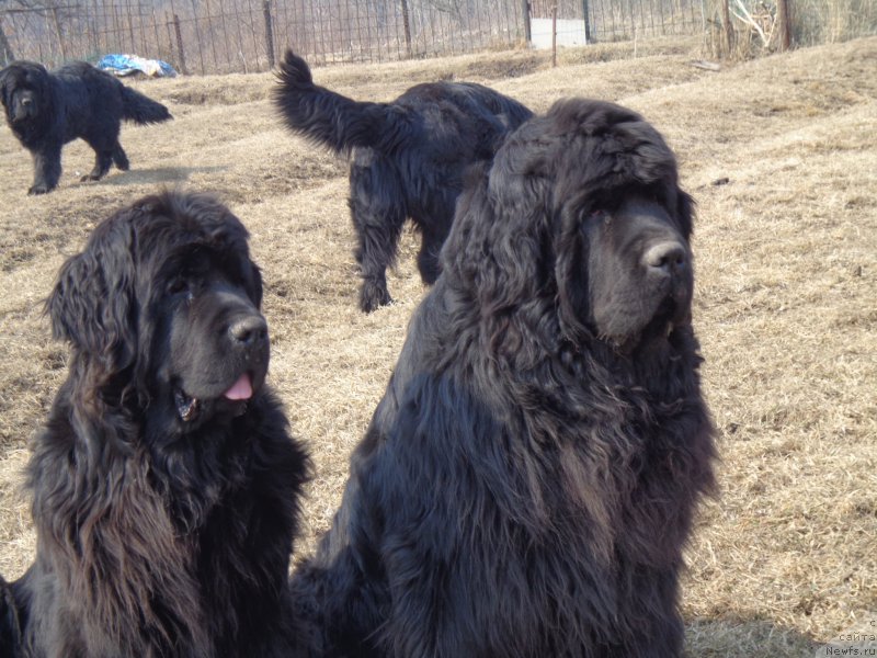 Фото: ньюфаундленд Super Premium Nao Del Trato (Супер Премиум Нао Дел Трато), ньюфаундленд Super Premium Nemessis (Супер Премиум Немессис)