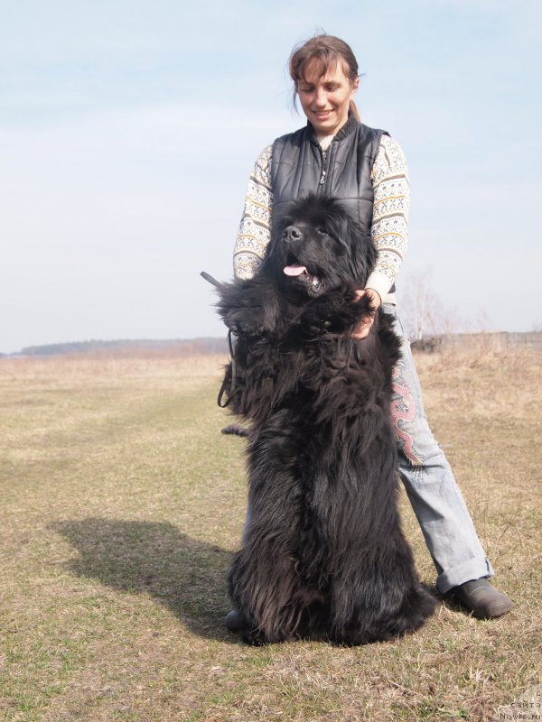 Фото: ньюфаундленд Super Premium Overtaking is Forbidden (Супер Премиум Овертакинг ис Форбидден)