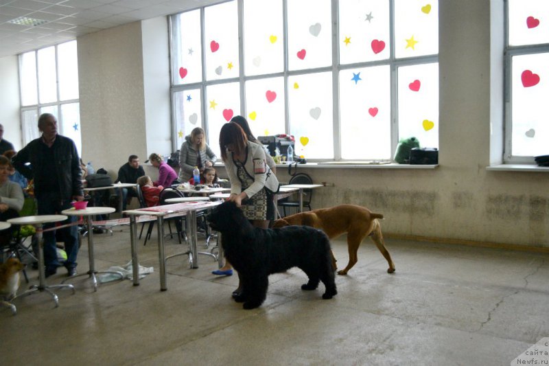 Фото: ньюфаундленд Lepestok Lilii (Лепесток Лилии)