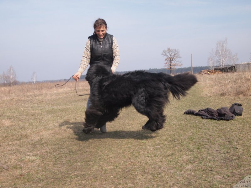 Фото: ньюфаундленд Super Premium Overtaking is Forbidden (Супер Премиум Овертакинг ис Форбидден)