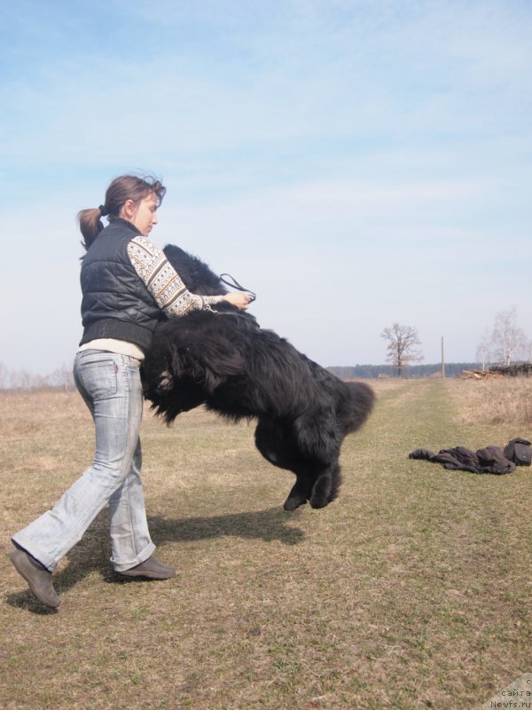 Фото: ньюфаундленд Super Premium Overtaking is Forbidden (Супер Премиум Овертакинг ис Форбидден)