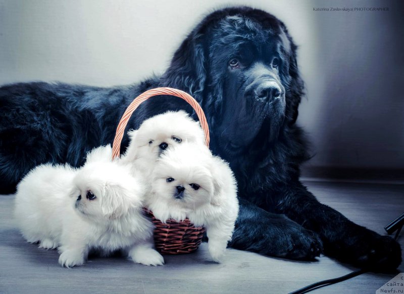 Фото: ньюфаундленд Smigar Liverpulsiy Chetvertak (Смигар Ливерпульский Четвертак)