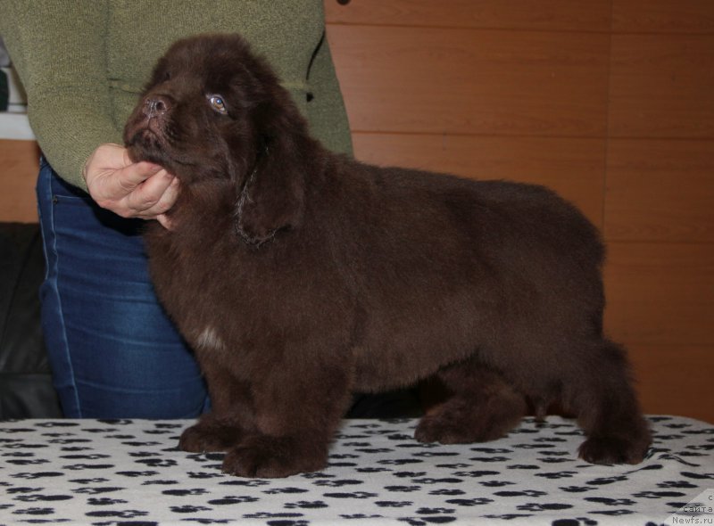 Фотография № 178065