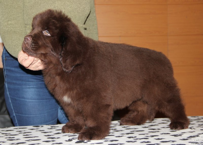 Фото: ньюфаундленд N'yufort Vasabi (Ньюфорт Васаби)