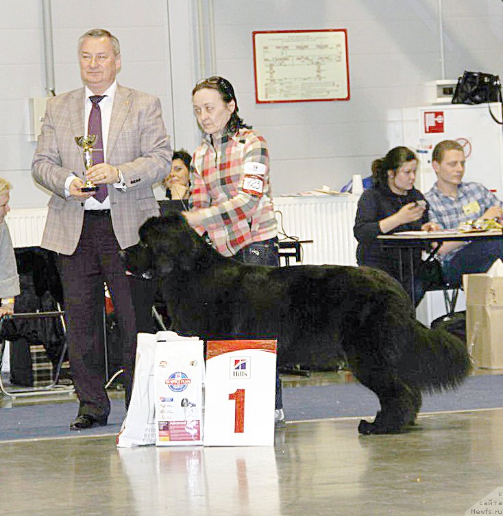 Фото: ньюфаундленд Beguschaya po Volnam Ring of Fire (Бегущая по Волнам Ринг оф Фире)