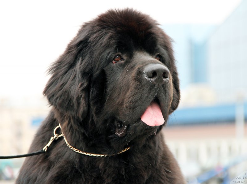 Фотография № 178075