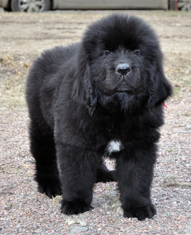 Фото: Бегущая по Волнам Банг-Ап Стар