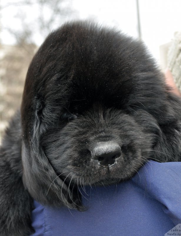 Фотография № 178085