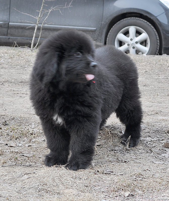 Фотография № 178086