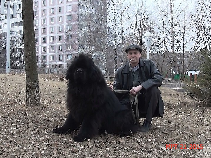 Фото: ньюфаундленд Angelo Orso Sirius (Анджело Орсо Сириус)